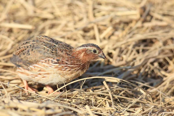 Codorniz japonesa (Coturnix japonica) macho en Japón — Foto de Stock