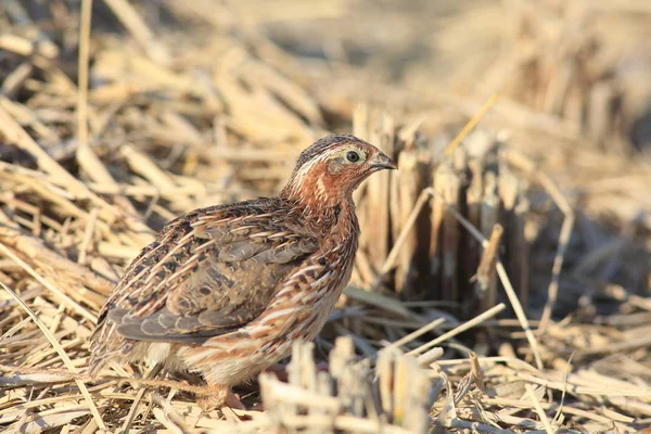 Codorniz japonesa (Coturnix japonica) macho en Japón — Foto de Stock