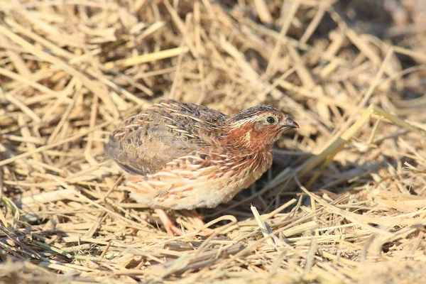 일본 메 추 라 기 (Coturnix japonica) 일본 남성 — 스톡 사진