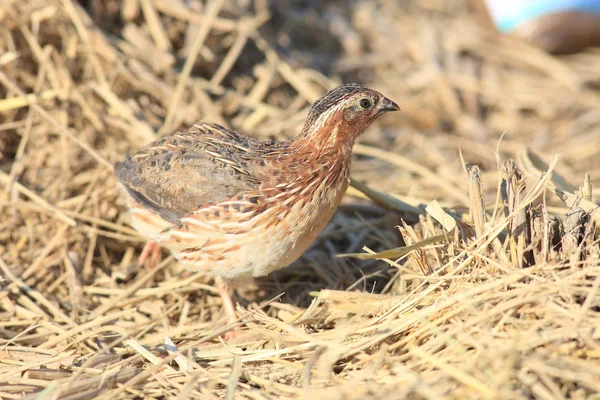 Codorniz japonesa (Coturnix japonica) macho en Japón — Foto de Stock