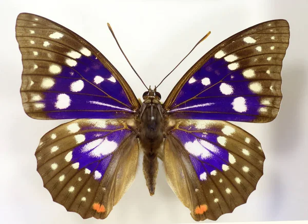 Gran emperador morado (Sasakia charonda) aislado —  Fotos de Stock