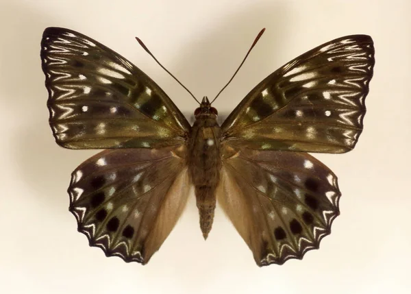 Azjatycka constable motyl (Dichorragia nesimachus) na białym tle — Zdjęcie stockowe