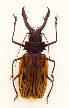 Titan Long-horned beetle (Macrodontia cervicornis)  isolated clipart