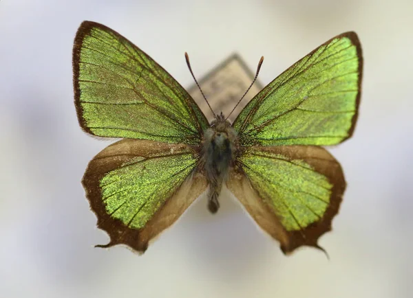 分離された素晴らしいグリーン蜆蝶 (Thermozephyrus ataxus) 男性 — ストック写真