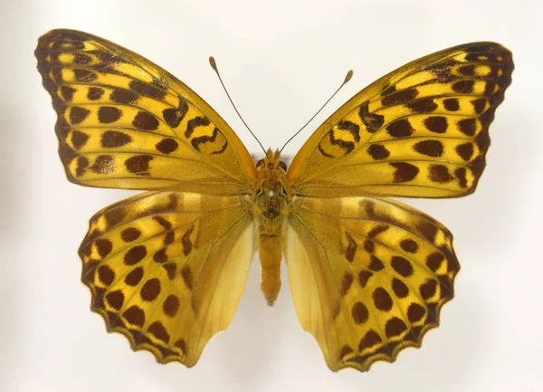 Το Anadyomene Fritillary (Nephargynnis anadyomene) απομονώνεται — Φωτογραφία Αρχείου