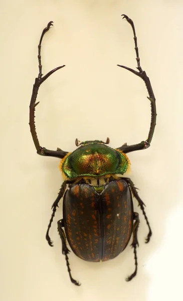 Long-armed scarabs (Cheirotonus peracanus) male isolated — Stock Photo, Image