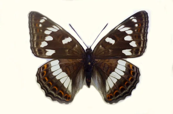 Admirál Topol (Limenitis populi), samostatný — Stock fotografie