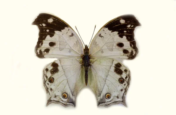 Las z masy perłowej lub wspólne mother of pearl (Protogoniomorpha parhassus) — Zdjęcie stockowe