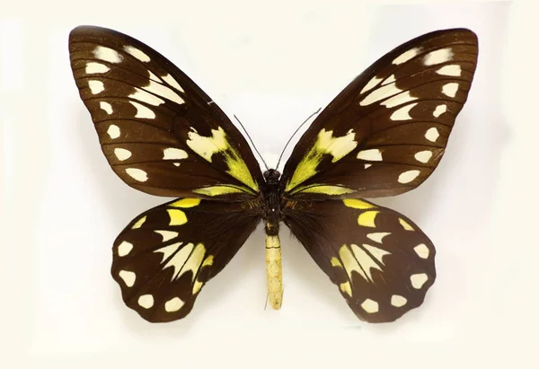 维多利亚女王的扇 (Ornithoptera victoriae) 隔离 — 图库照片