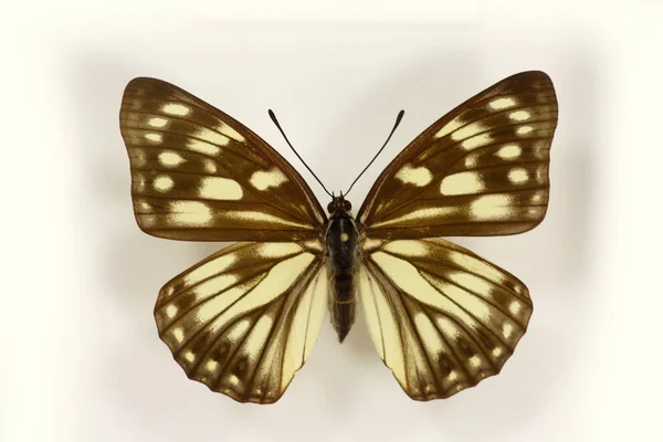 Hestina persimilis Sirene Schmetterling isoliert — Stockfoto