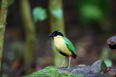 Zarif pide (pide elegans) Lombok Adası, Endonezya