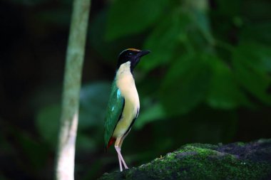 Zarif pide (pide elegans) Lombok Adası, Endonezya