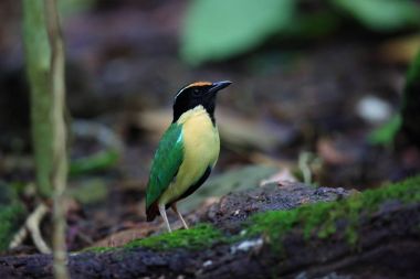 Zarif pide (pide elegans) Lombok Adası, Endonezya