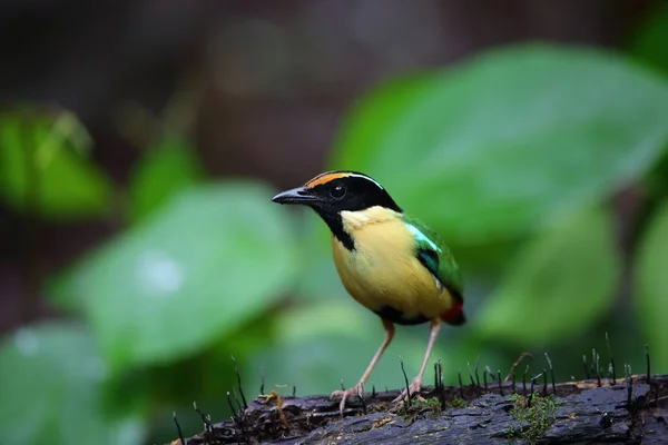 Elegante Pitta Pitta Elegans Lombok Island Indonesia — Foto de Stock