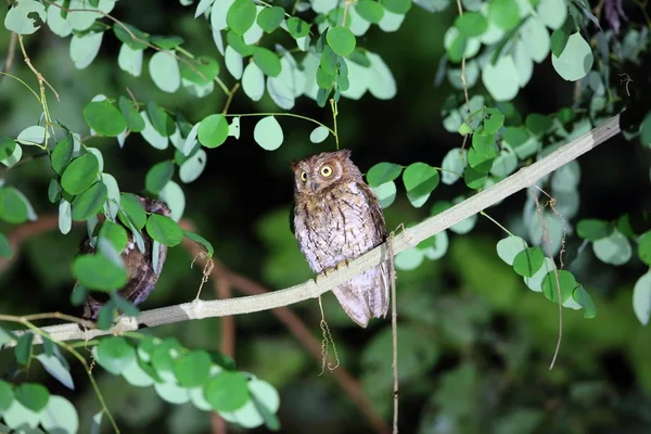 インドネシア ロンボク島におけるリンジャニ木葉梟 Otus Jolandae — ストック写真