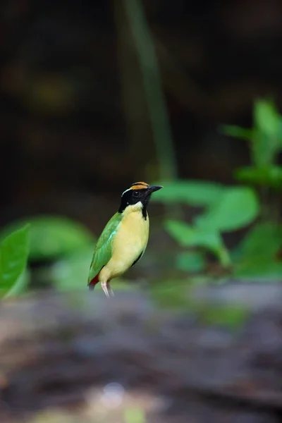 Eleganta Pitta Pitta Elegans Lombok Indonesien — Stockfoto