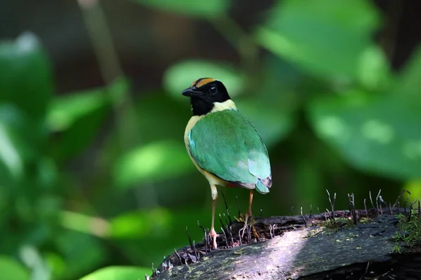 Elegante Pitta Pitta Elegans Lombok Insel Indonesien — Stockfoto