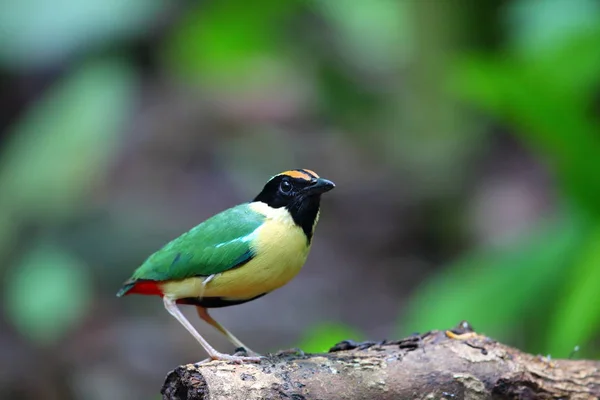 Eleganta Pitta Pitta Elegans Lombok Indonesien — Stockfoto