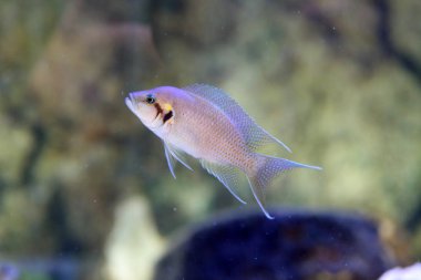 Tanganika Gölü içinde peri Çiklit (brichardi Neolamprologus)