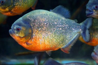 Kırmızı karınlı piranha (Pygocentrus nattereri) Brezilya