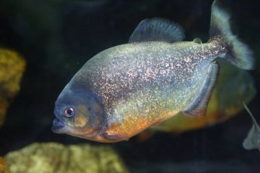 Kırmızı karınlı piranha (Pygocentrus nattereri) Brezilya