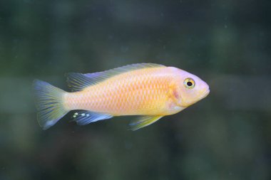  Malawi Gölü, Doğu Afrika limon sarı lab (Labidochromis caeruleus)
