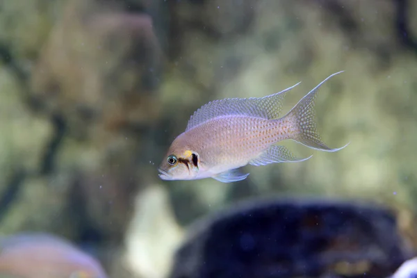 Der Elfenbuntbarsch Neolamprologus Brichardi Tanganjikasee — Stockfoto