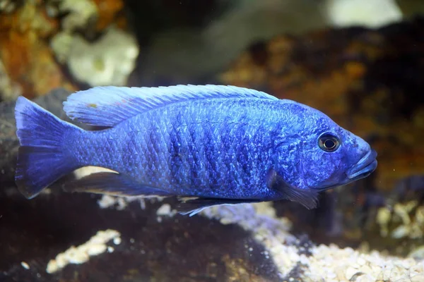 Electric Blue Hap Ciklid Sciaenochromis Fryeri — Stockfoto