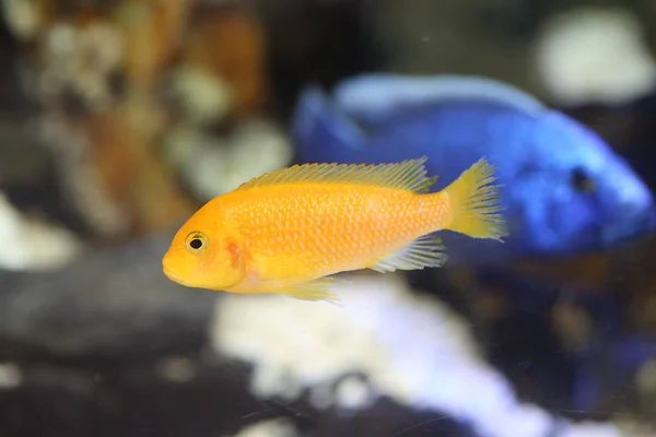 Laboratorio Amarillo Limón Labidochromis Caeruleus Lago Malawi África Oriental — Foto de Stock