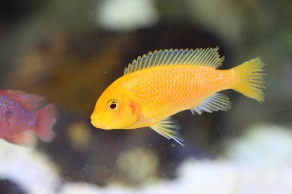 Sitrongul Lab Labidochromis Caeruleus Malawisjøen Øst Afrika – stockfoto