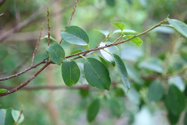 Banyan Cinese Malese Ficus Microcarpa — Foto Stock