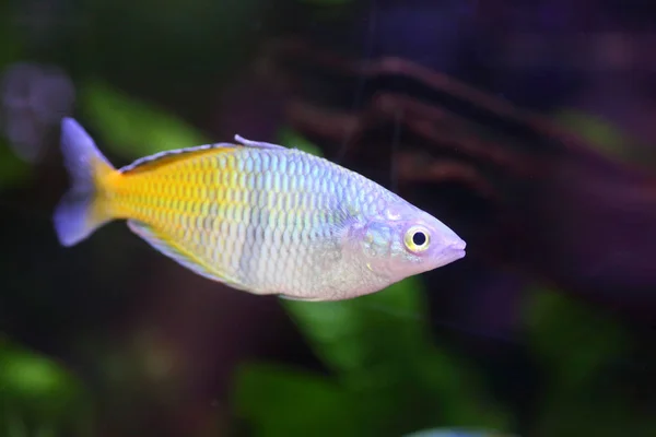 Pez Arco Iris Beseman Melanotaenia Boesemani Papúa Nueva Guinea — Foto de Stock