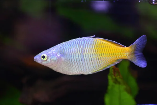 Papua Yeni Gine Deki Beseman Rainbowfish Melanotaenia Boesemani — Stok fotoğraf