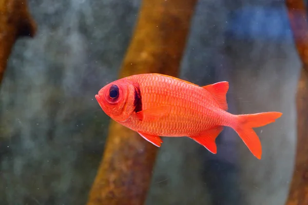 Nagy Szemű Soldierfish Myripristis Berndti Japán — Stock Fotó