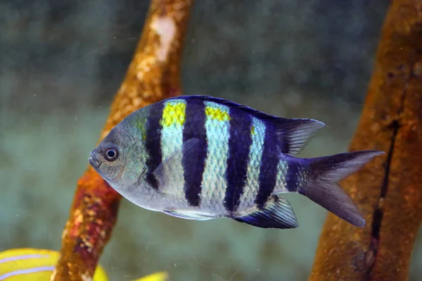 Hauptfeldwebel Abudefduf Vaigiensis Japan — Stockfoto