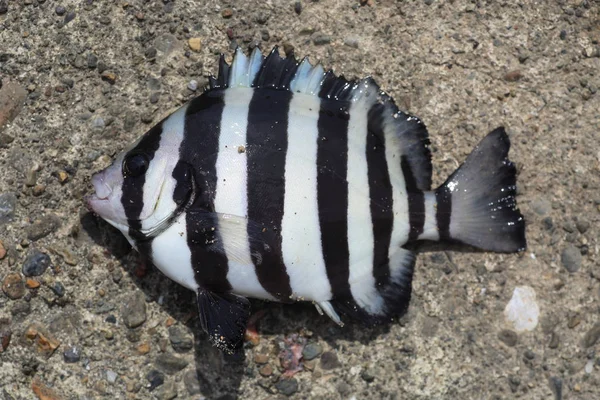 Randig Beakfish Eller Bandad Knifejaw Oplegnathus Fasciatus Japan — Stockfoto