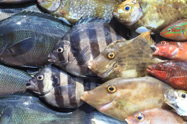 Pez Pico Rayado Knifejaw Barrado Oplegnathus Fasciatus Japón —  Fotos de Stock