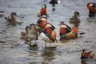 Mandarin ördeği (AIX galericulata) Japonya'da