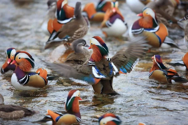 Mandarin Duck Aix Galericulata Japan — Stock Photo, Image