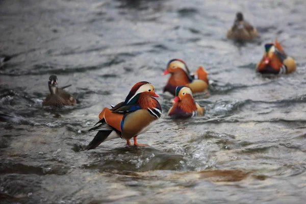 Mandarin Duck Aix Galericulata Japan — Stock Photo, Image