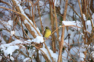 Kara yüzlü kiraz kuşu (Emberiza spodocephala) Japonya'da