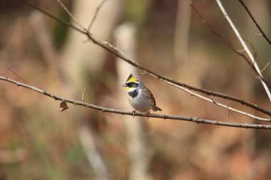 Sarı gerdanlı kiraz kuşu (Emberiza elegans) Japonya'da