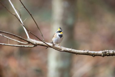 Sarı gerdanlı kiraz kuşu (Emberiza elegans) Japonya'da