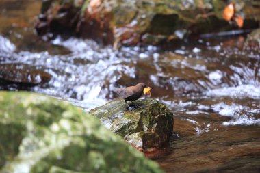 kahverengi ayı (cinclus pallasii), Japonya