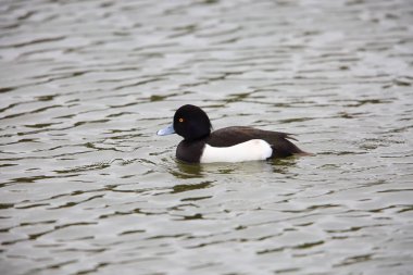 Japonya'da tepeli ördek (Aythya fuligula)