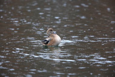 Falcated ördek (Anas falcata) Japonya'da
