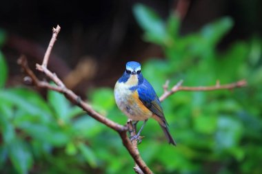 Kırmızı çevrili bluetail ya da Japonya'da turuncu çevrili bush robin (Tarsiger cyanurus)