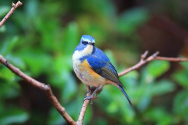 Kırmızı çevrili bluetail ya da Japonya'da turuncu çevrili bush robin (Tarsiger cyanurus)