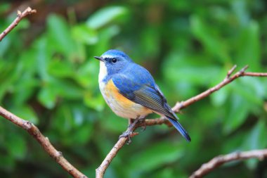 Kırmızı çevrili bluetail ya da Japonya'da turuncu çevrili bush robin (Tarsiger cyanurus)