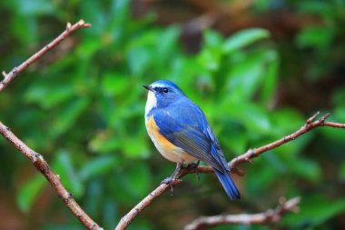 Kırmızı çevrili bluetail ya da Japonya'da turuncu çevrili bush robin (Tarsiger cyanurus)